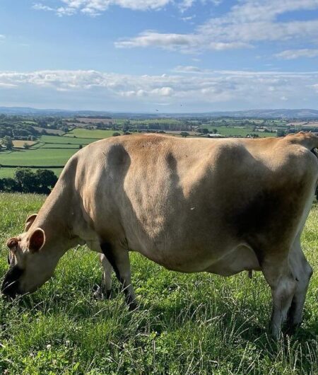 What else do grass fed cows eat?