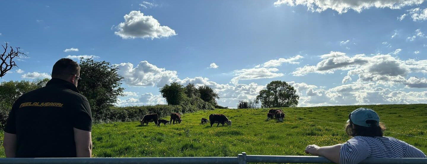 Cattle in the Herefordshire countryside