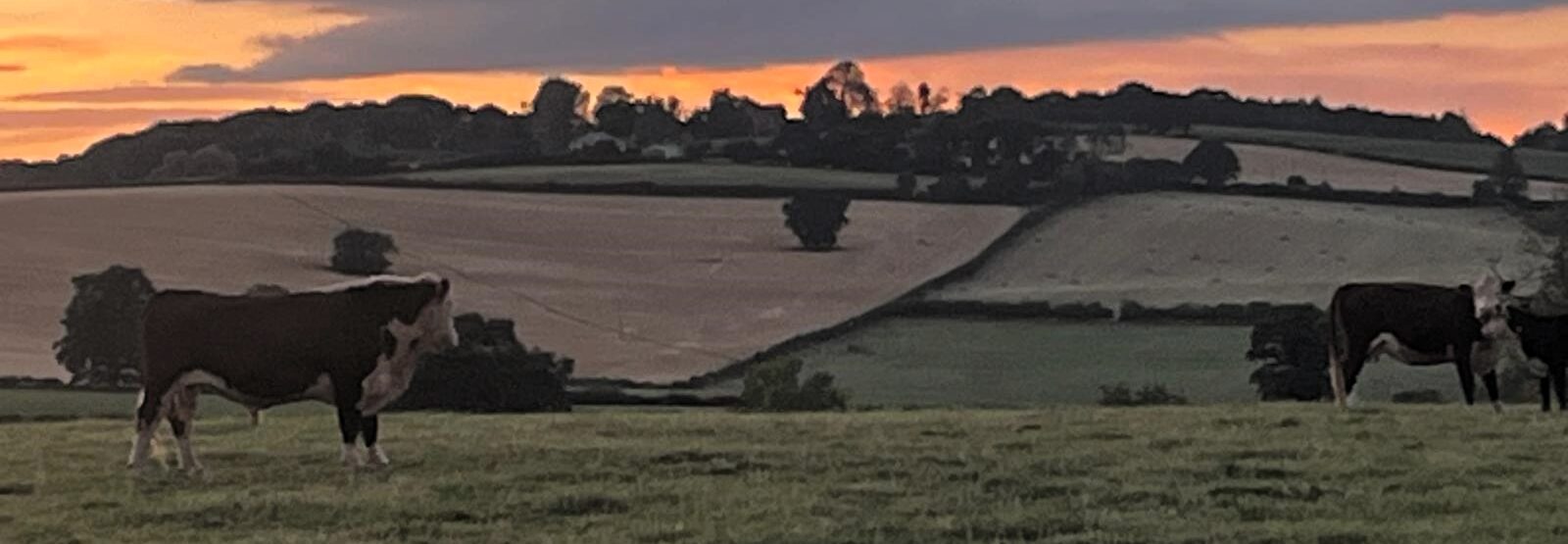 Cows at sunset