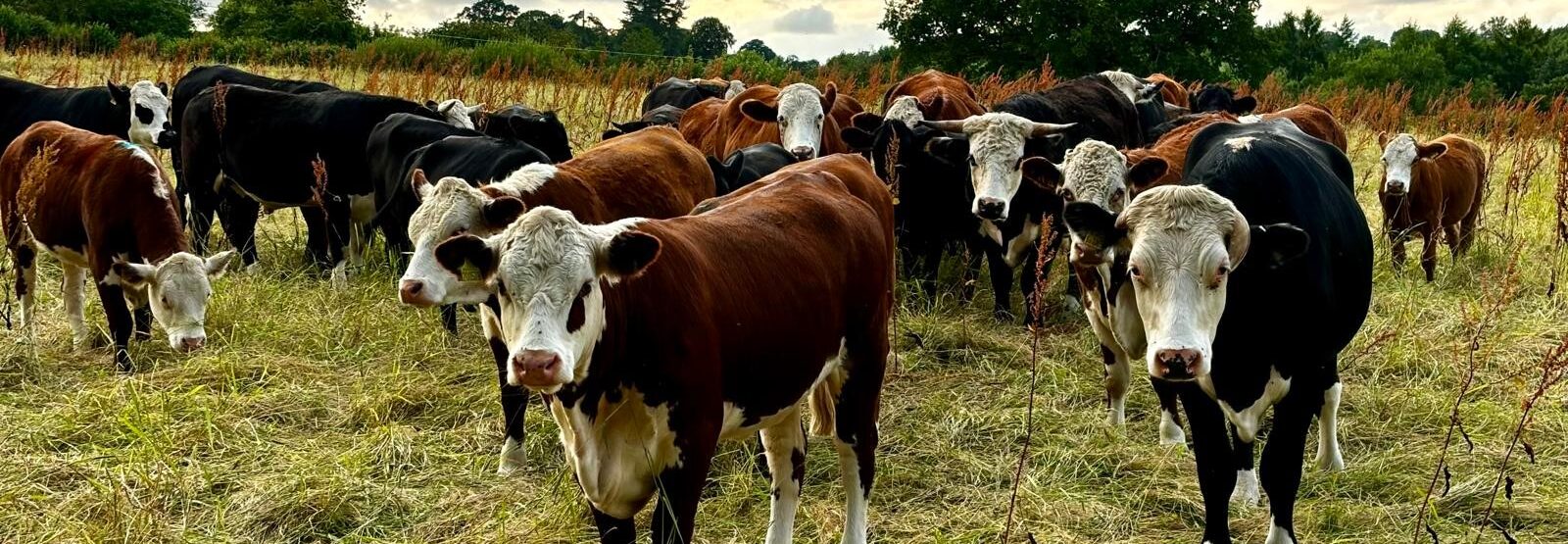 Hereford cattle